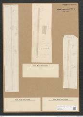 Diatomeae indet. (de-Toni-Nr.: Species 1993 ??) Zeichnungen Sammlung Grunow Nr. 3934 (NHMW-BOT-W0371676)